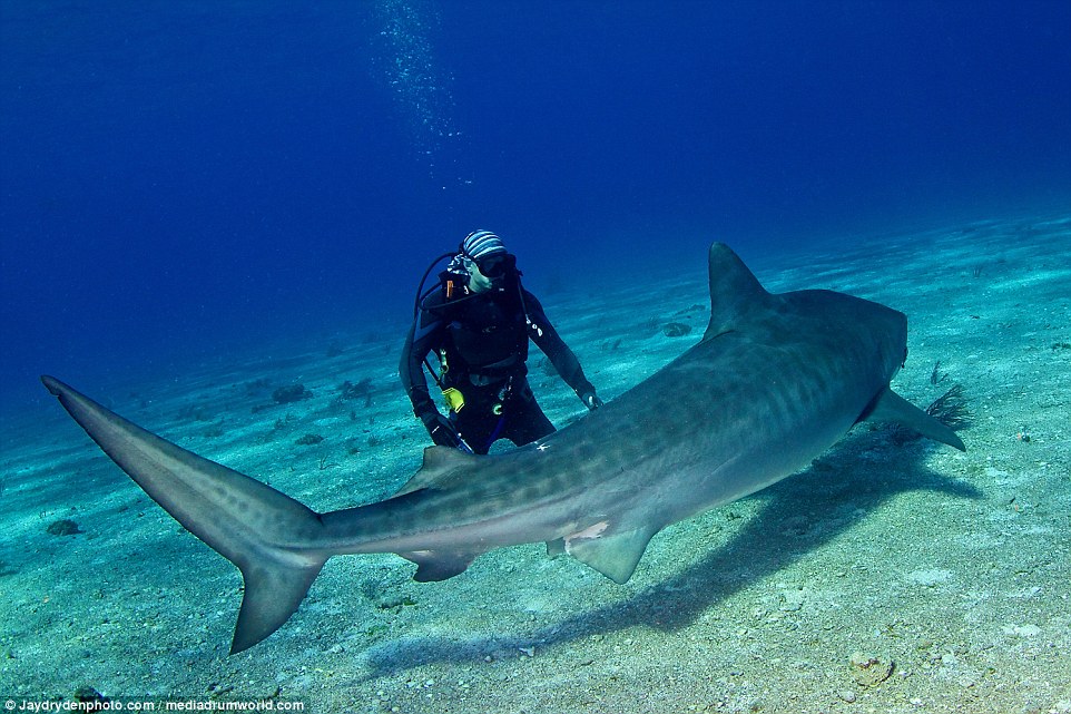 Tiger shark