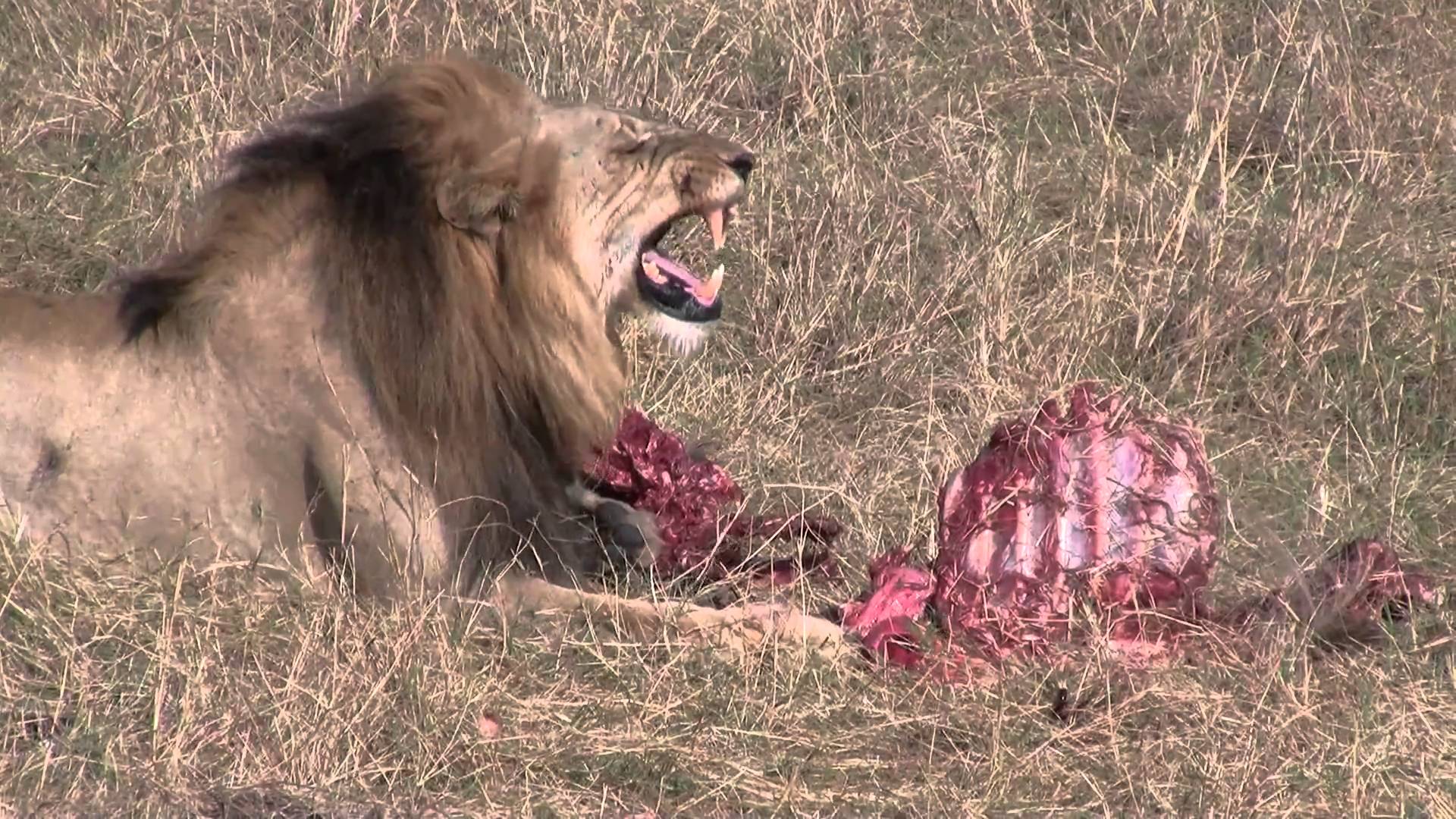 Lion eating