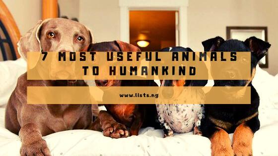 7 Most Useful Animals to Humankind • 